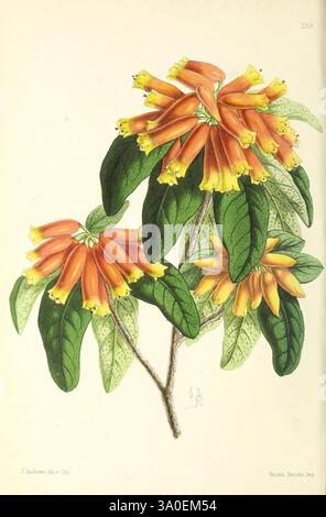 Le, floral, magazine, Londres, l, Reeve & Co, fleur, jardinage, fleurs, périodiques, picturale, fonctionne, cette illustration botanique met en valeur un groupe de fleurs orangées vibrantes, chacune ornée de pointes jaunes. Les fleurs sont en forme de trompette, disposées en une formation dense qui met en valeur leur structure complexe. Entourant les fleurs sont des feuilles vert foncé, caractérisées par leur veine proéminente et une surface légèrement texturée, offrant un contraste frappant avec les couleurs vives des fleurs. La composition globale souligne la beauté de la plante, mettant en valeur à la fois ses fleurs et ses feuilles Banque D'Images