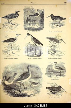 Illustrirte, Naturgeschichte, des, Thierreichs, Leipzig, J. J, Weber, 1848, oiseaux, amphibiens, reptiles, Zoologie, Une collection de représentations illustrées de diverses espèces d'oiseaux, affichées sous forme de grille. Les images présentent des représentations détaillées de chaque oiseau, capturant leurs caractéristiques et caractéristiques uniques. Parmi eux, vous pouvez trouver des échassiers connus pour leurs longues pattes et leurs becs, ainsi que des variations notables qui soulignent leurs différences de taille, de forme et de plumage. Chaque illustration est étiquetée avec un numéro correspondant, suggérant une classification scientifique, et le titre des caractéristiques Banque D'Images
