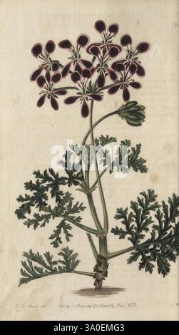 Geraniaceae, Londres, imprimé pour James Ridgway, Piccadilly, 1820-1830, XIXe siècle, Angleterre, gravures, Geraniaceae, géraniums, Grande-Bretagne, coloration à la main, Pictorial Works., Une illustration botanique mettant en vedette une plante à fleurs caractérisée par des fleurs délicates, teintées de violet regroupées au sommet d'une tige mince. Les feuilles sont larges et profondément lobées, présentant une texture riche. Cette œuvre d'art capture les détails complexes des fleurs et du feuillage, soulignant la beauté naturelle et les complexités de la structure de la plante. La composition souligne la relation harmonieuse entre Banque D'Images