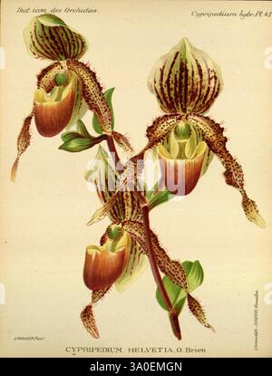 Dictionnaire iconographique des orchidees, 1896-1907 botanique, Orchidaceae, œuvres picturales, Cypripedium, une représentation magnifiquement illustrée de l'orchidée Cypripedium helvetia, mettant en valeur son design floral unique et complexe. L'image présente plusieurs fleurs qui présentent une combinaison frappante de couleurs riches et de motifs, avec leurs formes distinctives ressemblant à des pantoufles mises en évidence. Des marques délicates et des dégradés subtils rehaussent la beauté naturelle des pétales, tandis que les détails environnants soulignent la structure et la forme de l'orchidée. Cette étude botanique reflète l’élégance de la nature Banque D'Images