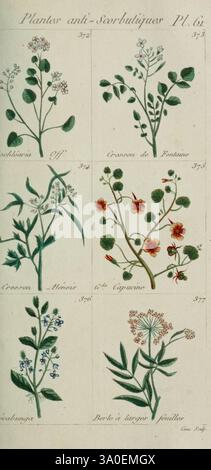 Plantes usuelles, indigènes et exotiques Paris, Duprat-Duverger, 1809., cette illustration présente un recueil d’études botaniques, mettant en valeur six espèces végétales différentes avec des représentations détaillées de leurs feuilles, tiges et fleurs. Chaque spécimen est soigneusement étiqueté, indiquant leurs noms scientifiques et fournissant un numéro d'identification. Les plantes représentées comprennent une variété d'herbes et d'espèces florales, caractérisées par des feuilles de conception complexe et des arrangements floraux distincts. L'attention portée aux détails met en évidence les caractéristiques et caractéristiques uniques de chaque plante, ce qui en fait un v Banque D'Images