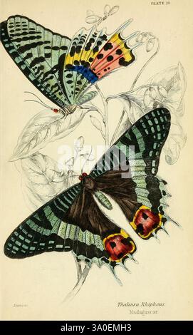 Étranger, papillons, Édimbourg, Henry G. Bohn, 1858., la composition présente une illustration complexe d'une paire de papillons de Madagascar, mettant en valeur leurs motifs vibrants et divers. Le papillon supérieur présente une combinaison frappante d'accents bleus, jaunes et rouges, tandis que le papillon inférieur présente un affichage élaboré de sarcelle et de noir avec des marques rouges vives près des bords de ses ailes. Autour des papillons se trouvent des éléments botaniques délicats, notamment des tiges vertes minces et des feuilles molles, créant une connexion harmonieuse entre les insectes et leur environnement naturel. Ce det Banque D'Images