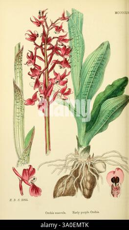 Anglais, botanique, figures colorées des plantes britanniques, Londres, R. Hardwicke, 1863-1886, Grande-Bretagne, œuvres picturales, plantes, cette illustration met en vedette l'orchidée pourpre précoce, scientifiquement connue sous le nom d'Orchis mascula. La composition comprend une représentation détaillée de la plante à fleurs, mettant en valeur sa grande pointe distinctive ornée de fleurs violettes rosées vibrantes, caractérisées par leurs formes et motifs complexes. L’illustration met également en évidence les larges feuilles en forme de lance à la base, essentielles à la photosynthèse de la plante. En outre, une vue rapprochée de la structure racine est pr Banque D'Images