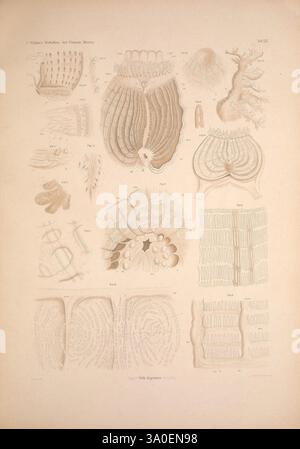 Die Wirbellosen des Weissen Meeres Erster Band Leipzig W. Engelmann 1885 invertébrés marins Fédération de Russie Îles Solovetski, cette collection illustre divers organismes marins et leurs structures anatomiques, mettant en valeur les détails complexes de leurs formes. L'œuvre comporte une série de diagrammes étiquetés mettant en évidence différentes espèces, soulignant leurs formes, textures et caractéristiques uniques. Chaque section présente un organisme distinct, donnant un aperçu de la diversité de la vie marine, en mettant l'accent sur les structures délicates et complexes qui définissent ces créatures. L'arrangement Banque D'Images