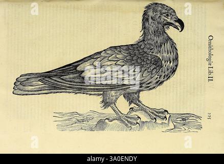 Vlyssis Aldrovandi philosophi ac medici Bononiensis historiam naturalem in gymnasio Bononiensi profitentis Ornithologiae hoc est de avibus historiae libri XII Bononiae apud Franciscum de Franciscis Senensem MDXCIX-MDCXXXVII 1599-1637, illustration détaillée d'un oiseau perché sur un tronc d'arbre, mettant en évidence ses traits distinctifs. L'oiseau est représenté avec un bec allongé et des plumes texturées, soulignant sa forme naturelle. Il s'accroche à l'écorce rugueuse de l'arbre, démontrant son adaptabilité et son adhérence. Autour de l'illustration se trouvent des notes et des étiquettes qui font référence à sa classifi Banque D'Images