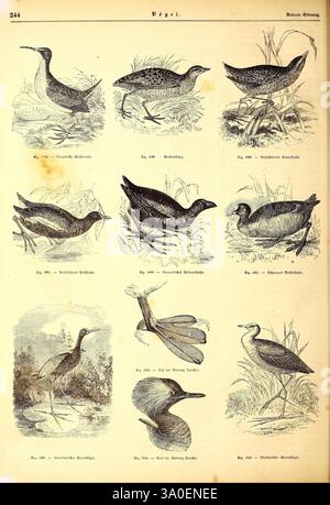 Illustrirte, Naturgeschichte, des, Thierreichs, Leipzig, J. J, Weber, 1848, oiseaux, amphibiens, reptiles, zoologie., cette collection présente une série d'illustrations détaillées représentant diverses espèces d'oiseaux, mettant en valeur leurs caractéristiques et habitats uniques. Chaque oiseau est rendu avec précision, mettant en évidence leurs caractéristiques distinctes telles que les motifs de plumage, les formes du corps et les structures du bec. Accompagnant chaque illustration, des étiquettes descriptives en allemand fournissent des informations sur les espèces spécifiques, renforçant la valeur éducative de l'œuvre. La composition globale reflète une riche biode Banque D'Images