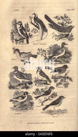 Goldsmith's History of the Earth and Animated nature, abrégé, Londres, Vernor Hood and Sharpe, 1807, Physical Geography, Zoology, Une collection d'oiseaux soigneusement illustrés est présentée, présentant diverses espèces et leurs caractéristiques. Chaque oiseau est rendu artistiquement, placé sur des arrière-plans floraux ou paysagers détaillés. La gamme comprend un paon, connu pour son plumage saisissant, ainsi que d'autres oiseaux chanteurs et gibier à plumes comme le moineau et l'alouette. Chaque illustration est numérotée et étiquetée avec le nom de l'espèce, fournissant un aperçu éducatif de leur identification. Le Banque D'Images