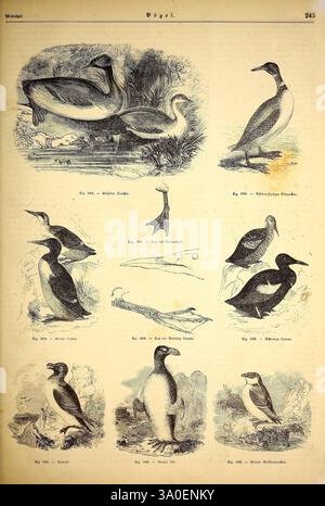Illustrirte Naturgeschichte des Thierreichs, Leipzig J.J. Weber, 1848 oiseaux amphibiens reptiles Zoologie, Une collection d'illustrations représentant diverses espèces d'oiseaux, mettant en valeur leurs caractéristiques et habitats distinctifs. La section supérieure présente deux grands oiseaux debout majestueusement dans un cadre naturel, soulignant leurs corps allongés et leur cou gracieux. Autour de ceux-ci sont des dessins détaillés de petits oiseaux, chacun étiqueté pour l'identification. Parmi eux, des personnages uniques comme une espèce épurée et profilée avec un bec pointu et une autre avec un corps arrondi et un plumage saisissant sont présentés Banque D'Images