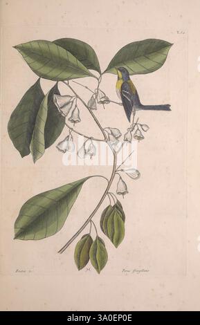 The Natural History of Carolina, Florida and the Bahama Islands, Londres, imprimé aux frais de l'auteur et vendu par W. Innys et R. Manby, au West End de Paul's, par Mr. Hauksbee, à la Royal Society House, et par l'auteur chez Mr. Bacon's à Hoxton, MDCCXXXI-MDCCXLIII [i.e. 1729-1747]. Bahamas, Floride, histoire naturelle, Caroline du Nord, œuvres picturales, Pre-Linnean Works, Caroline du Sud, Mark Catesby, Géorgie, ornithologie, oiseaux, botanique, plantes, Setophaga americana, Parula du Nord, Halesia tetraptera, Mountain Silverbell, Parus fringillaris, Finch Creeper, Frutex padifoliis non Banque D'Images