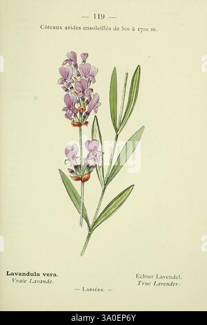 Nouvelle flore coloriée de poche des Alpes et des Pyrénées Paris, Klincksieck, 1906-1912. Alpes plantes Pyrénées jardin botanique de New York Lavandula angustifolia taxonomie : trinomial= Lavandula angustifolia pyrenaica Lavandula vera lavande pyrénéenne femmes en science Cécile Pfulb Kastner Charles Flahault fleurs botaniques Cécile Pfulb Kastner, représentée est une illustration botanique de Lavandula vera, communément appelée vraie lavande. L'élégante plante présente de fines feuilles vertes qui encadrent des pointes de délicates fleurs violettes, disposées de manière à mettre en valeur leur beauté. L'illustration comprend Banque D'Images
