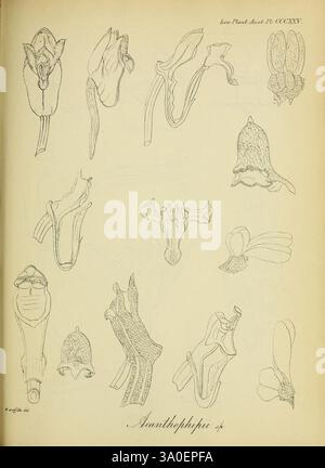 Icones plantarum asiaticarum, Calcutta, Bishop's College Press, 1847-54, Asie, botanique, Acanthophippium, l'illustration présente une collection de croquis botaniques mettant en valeur diverses espèces d'orchidées, soulignant leurs formes uniques et leurs détails complexes. Chaque dessin capture la structure délicate des fleurs, y compris les pétales distinctifs, sépales et parties reproductives. La disposition des croquis démontre une variété de formes et de tailles, montrant la diversité au sein de la famille des orchidées. Les lignes méticuleuses et l'ombrage soulignent la beauté naturelle et la complexité de ces p Banque D'Images