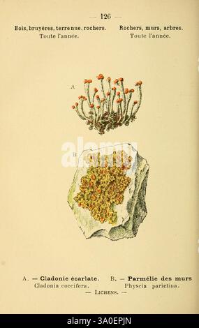 Atlas de poche des plantes des champs, des prairies et des bois Paris, [1894] Fungus, lichen, Woodshole, botanique, Ascomycota, Cladonia, Xanthoria parietina, Xanthoria, Cladoniaceae, lichen en coupe, Cladonia coccifera, lichen solaire maritime, coupe de pixie rouge, Teloschistaceae, Lecanorales, Lecanoromycetes Australia Fungus, échelle jaune, œuvres picturales, Teloschistales, lichen orange commun, lichen côtier, Xanthoria parietina, Cladonia coccifera Africa Fungus, Europe Fungus, North America Fungus, Asia Fungus, l'illustration présente deux types distincts de lichens, étiquetés A et B. A montre Cladonia coc Banque D'Images