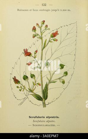 Nouvelle flore coloriée de poche des Alpes et des Pyrénées. Paris, Klincksieck, 1906-1912. alpes plantes Pyrénées, l'illustration présente une représentation détaillée de la plante *Scrophularia alpestris*, communément appelée alpine figwort. La plante se caractérise par ses feuilles allongées et vertes avec des veines proéminentes et un contour délicat. Le long de la tige, des grappes de petites fleurs tubulaires sont montrées à différents stades de bourgeonnement, affichant des couleurs qui suggèrent des nuances de rouge et de vert. La plante est identifiée comme faisant partie de la famille des Scrophulariaceae, et le texte qui l'accompagne indique sa préférence en matière d'habitat Banque D'Images