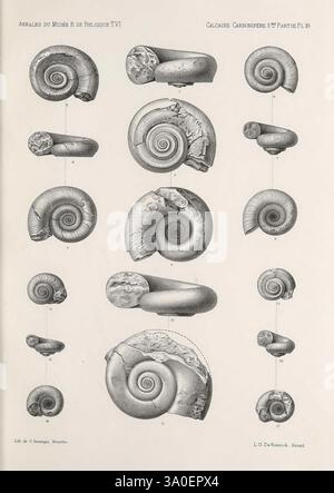 Faune du calcaire carbonifère de la Belgique Bruxelles F. Hayez impr. 1878-87 belgique fossile brachiopode poissons carbonifères fossiles mollusques fossiles fossiles paléontologie fossiles coquilles marines, cette illustration présente une variété de fossiles d'ammonites, chacun présentant des formes spiralées uniques et des textures complexes. Les spécimens sont disposés de manière systématique, mettant en évidence différentes perspectives et orientations. Des étiquettes détaillées accompagnent chaque spécimen, fournissant des informations sur leur classification et leurs caractéristiques morphologiques. La représentation soignée souligne la signification géologique et diversi Banque D'Images
