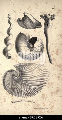 Leçons sur les coquillages, Londres, R.B. Seeley, W. Burnside, 1838., une série d'illustrations complexes représentant divers types de coquillages et de vie marine. En haut, une coque conique stylisée se courbe gracieusement, suivie d'une coque plus arrondie avec des caractéristiques distinctives. Ci-dessous, une grande coquille de nautilus en spirale présente sa structure en couches, révélant un beau motif. À côté de lui, une autre coquille affiche des textures nervurées et des lignes tourbillonnantes, soulignant l'art naturel dans les formes marines. Au fond, un fragment élancé et allongé suggère la diversité des créatures marines, soulignant la complexité Banque D'Images
