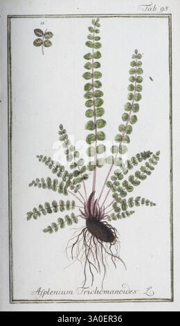 Icones Plantarum Medicinalium, Nürnberg, auf Kosten der Raspischen Buchhandlung, 1779-1790, botanique, médical, pictural, œuvres, l'illustration présente une représentation botanique de la plante *Asplenium trichomanes*, communément connue sous le nom d'asplenium rate maidenhair. La composition met en valeur les frondes délicates et plumeuses qui s'étendent gracieusement à partir d'un rhizome central. Chaque feuille est minutieusement détaillée, mettant en évidence les fines folioles ressemblant à des écailles de la plante disposées dans un motif dense et luxuriant. Sous les feuilles, le système racinaire est visiblement rendu, soulignant la connexion de la plante au sol et à son natu Banque D'Images