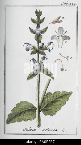 Icones Plantarum Medicinalium, Nürnberg, auf Kosten der Raspischen Buchhandlung, 1779-1790, botanique, médicale, œuvres picturales, L'illustration représente une plante à fleurs identifiée comme Salvia sclarea L., communément appelée sauge de clary. La représentation détaillée met en valeur la tige allongée de la plante, ornée de feuilles vertes luxuriantes qui ont un bord dentelé. De multiples fleurs, caractérisées par leur couleur bleuâtre-pourpre distinctive et leur forme tubulaire, émergent de la tige. Autour de la grappe de fleurs principale, plusieurs composants floraux plus petits sont étiquetés avec les lettres a à e, indiquant differen Banque D'Images