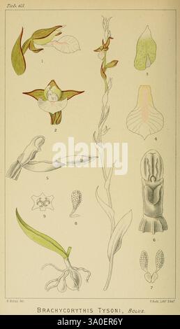 Icones orchidearum austro-africanarum extra-tropicarum, London, W. Wesley, 1896-1913, Afrique du Sud, Orchidaceae, œuvres picturales, l'illustration présente divers éléments botaniques de l'espèce Brachycorythis tysoni, mettant en valeur ses caractéristiques florales distinctes et ses structures anatomiques. Les représentations détaillées comprennent de multiples vues de la fleur, mettant en évidence ses formes et textures uniques de pétales. Des segments supplémentaires révèlent des parties de la plante, telles que la tige et les feuilles, démontrant la morphologie globale. Chaque élément est clairement numéroté pour référence, et l'œuvre d'art reflète un scien Banque D'Images