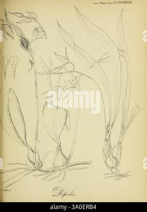 Icones Plantarum Asiaticarum Calcutta Bishop's College Press 1847-54 Asia Botany Dipodium, l'illustration présente des dessins botaniques détaillés de l'espèce Dipodi, présentant divers éléments, y compris les fleurs et les feuilles. Le travail au trait complexe met en évidence la structure délicate des fleurs et les formes distinctes du feuillage. Notamment, la composition présente à la fois des plantes matures et des fleurs en bourgeonnement, permettant une compréhension complète de l'anatomie de l'espèce. Des étiquettes et des annotations peuvent accompagner les dessins, fournissant un contexte supplémentaire sur la morphologie et la classification Banque D'Images