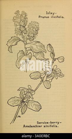 Field book of WESTERN Wild Flowers, New York, 1915, identification, West US, Wildflower, Margaret Neilson Armstrong, Margaret Neilson Armstrong, Women in science, l'illustration présente deux espèces botaniques : l'Islay, scientifiquement connu sous le nom de Prunus ilicifolia, et le Service-Berry, appelé Amelanchier alnifolia. Chaque plante est représentée avec des feuilles détaillées et des grappes de fleurs, mettant en valeur leurs caractéristiques uniques. L'Islay présente des feuilles allongées avec un bord dentelé et de délicates fleurs blanches, tandis que le Service-Berry affiche des feuilles de forme ovale et de petits brillants étoilés Banque D'Images