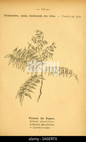 Atlas de poche des plantes des champs, des prairies et des bois Paris, [1894] Plant Tree Woods Hole Botany Plant Flowering Tree of Heaven Ailanthus altissima Ailanthus Eudicots Simaroubaceae Rosids Sapindales Pictorial Works Australia Plant Ailanthus altissima Asia Plant Chou Chun Europe Plant North America Plant, une illustration botanique complexe d'une branche mettant en valeur les feuilles de la plante connue sous le nom de 'Vertilanthus glanthus glannis'. Les feuilles élégantes et plumeuses sont représentées avec des lignes précises qui mettent en valeur leur texture et leur structure. En dessous de l'illustration, le scient Banque D'Images