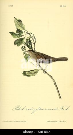 The Birds of America New York J.B. Chevalier 1840-1844 oiseaux Amérique du Nord John James Audubon œuvres picturales Zonotrichia atricapilla, Une illustration magnifiquement rendue met en valeur un finch à couronnement noir et jaune perché gracieusement sur une branche élancée ornée de feuilles et de petites baies. L'oiseau affiche des marques distinctes, avec un corps à prédominance brune souligné par une couronne jaune frappante, qui ajoute une touche de dynamisme à la délicate composition. Le feuillage environnant présente des détails complexes, soulignant l'environnement naturel du finch, tandis que le script élégant au botto Banque D'Images