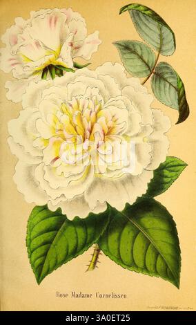 Belgique, horticole, Liége, botanique, horticulture, périodiques, plantes, l'illustration met en valeur la fleur exquise de la 'Rose Madame Cornelissen', caractérisée par ses grands pétales moelleux qui présentent un délicat mélange de teintes blanches crémeuses avec des notes de rose doux sur les bords. La rose est représentée en pleine floraison, révélant sa structure en couches qui suggère une texture luxuriante et volumineuse. Accompagnent la fleur des feuilles vertes vibrantes, soulignées par des veines proéminentes qui ajoutent de la profondeur et du contraste à la composition globale. Le rendu détaillé capture la beauté naturelle et l'élégance de Thi Banque D'Images
