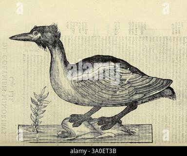 Vlyssis Aldrovandi Philosophi AC Medici Bononiensis Historiam Naturalem in Gymnasio Bononiensi Profitentis Ornithologiae hoc est de Avibus Historiae Libri XII Bononiae apud Franciscum de Franciscis Senensem MDXCIX-MDCXXXVII [1599-1637], l'illustration montre une représentation détaillée d'un pic, positionné sur un fond texturé qui suggère une surface en bois. L'oiseau est illustré de profil, soulignant son bec allongé et son plumage distinctif, qui est minutieusement ombragé pour transmettre la profondeur et la texture. Ses griffes acérées saisissent le bord du poteau, démontrant son naturel Banque D'Images