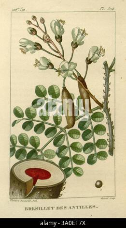 Flore médicale des Antilles, ou, Traité des plantes usuelles, Paris, Pichard, 1821-1829, botanique, Antilles, plantes médicinales, botaniques, médicales, l'illustration présente une représentation botanique d'une plante connue sous le nom de 'Bresillet des Antilles'. La représentation détaillée comprend de délicates fleurs blanches disposées en grappes, mettant en valeur leur structure de pétales et étamines complexes. Sous les fleurs, le feuillage de la plante est représenté avec des feuilles luxuriantes et composées, présentant une texture riche et une forme vibrante. Sur le côté, des gousses de graines allongées sont illustrées, faisant allusion aux caractéristiques reproductives de la plante. Banque D'Images