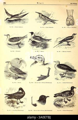 Illustrirte Naturgeschichte des Thierreichs, Leipzig, J.J. Weber, 1848, oiseaux, amphibiens, reptiles, zoologie, Une collection d'illustrations ornithologiques présentant diverses espèces d'oiseaux, chacune étiquetée avec un numéro pour référence. Les images représentent une gamme d'oiseaux, y compris des oiseaux de mer et des oiseaux de rivage, mettant en évidence des caractéristiques distinctives telles que des becs, des plumes et des formes corporelles. Les illustrations d'accompagnement incluent un oiseau en vol et un autre perché, mettant l'accent sur leurs habitats naturels. Les détails complexes capturent les caractéristiques uniques de chaque espèce, offrant un aperçu de la diversité de Banque D'Images