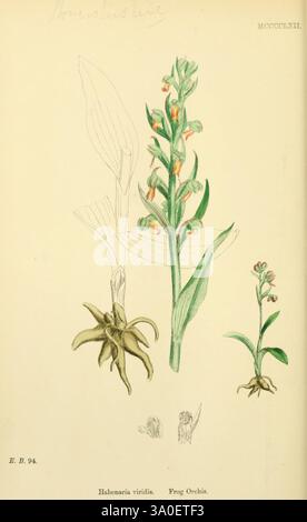 Caractères anglais, botaniques ou colorés, de, British, plants, Londres, R. Hardwicke, 1863-1886, grande, Grande-Bretagne, pictural, œuvres, plantes, L'illustration montre l'Habenaria viridis, une espèce d'orchidée. Il affiche un rendu détaillé de la plante avec ses feuilles vertes distinctives et sa structure florale. La représentation comprend diverses vues de la plante : l'une met en évidence le système racinaire, tandis que d'autres présentent la croissance globale et un regard plus attentif sur les fleurs. Des fleurs délicates sont montrées ornées de couleurs douces, capturant les caractéristiques complexes de la plante et les détails botaniques, soulignant son Uni Banque D'Images