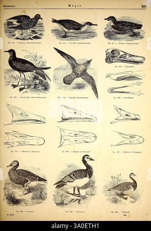 Illustrirte, Naturgeschichte, des, Thierreichs. Leipzig, J. J, Weber, 1848, oiseaux, amphibiens, reptiles, zoologie., cette illustration présente une variété d'espèces d'oiseaux, soulignant leurs caractéristiques et caractéristiques uniques. La section supérieure affiche plusieurs oiseaux de profil, chacun étiqueté avec leurs noms dans une combinaison de nomenclature allemande et scientifique. Ci-dessous, des croquis détaillés de différents becs d'oiseaux sont présentés, soulignant la diversité de forme et de taille qui correspondent à leurs habitudes alimentaires. La mise en page est organisée à des fins éducatives, offrant une comparaison visuelle entre th Banque D'Images