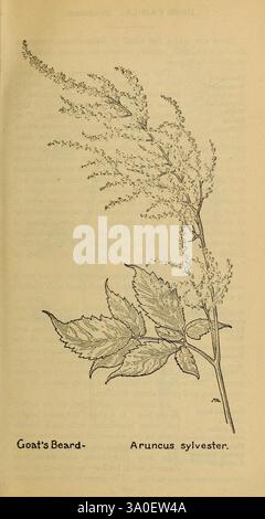 Livre des fleurs sauvages occidentales, New York, 1915, identification, ouest des États-Unis, fleurs sauvages, Margaret Neilson Armstrong, Margaret Neilson Armstrong, Aruncus sylvester, Barbe-du-Goat, dioicus, taxonomie : binomial = aruncus dioicus, Bridesfeathers, taxonomie : Family = Rosaceae, Women in science, L'illustration présente une représentation détaillée de la barbe de chèvre, scientifiquement connue sous le nom d'Aruncus sylvester. La plante est représentée avec sa tige mince et droite ornée de grappes de fleurs délicates et de feuillage plumeux fin et plumeux. Les feuilles présentent une structure lobée caractéristique, fournissant un BA luxuriant Banque D'Images