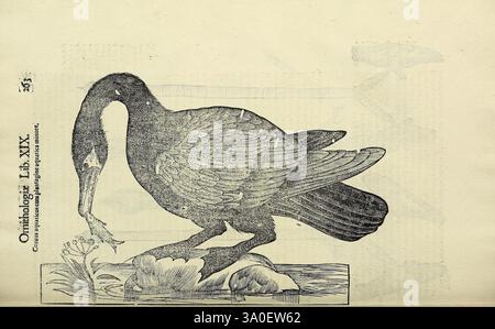 Vlyssis Aldrovandi Philosophi ac medici Bononiensis Historiam naturalem in gymnasio Bononiensi profitentis Ornithologiae hoc est de avibus historiae libri XII Bononiae apud Franciscum de Franciscis Senensem MDXCIX-MDCXXXVII [1599-1637], l'illustration présente une représentation détaillée d'un oiseau, caractérisé par son cou allongé et son bec proéminent, qui atteint une plante à fleurs. Le travail au trait complexe met en valeur les textures des plumes de l'oiseau et les contours délicats des fleurs. Le cadre semble être naturel, avec l'oiseau apparemment engagé dans un moment d'interacti Banque D'Images