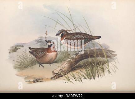 The Birds of Australia London imprimé par R. et J. E. Taylor pub. Par l'auteur 1840-48 australie oiseaux œuvres picturales australie gould john gould ornithologie gould gould geophaps plumifera spinifex pigeon, deux cailles sont représentées dans un cadre naturel, entourées de hautes herbes vertes qui balancent doucement dans la brise. Une caille se tient debout, ses plumes affichant un mélange de bruns, de noirs et de subtiles notes de couleurs irisées, tandis que l'autre semble se nourrir sur le sol, son bec sondant doucement la terre. En arrière-plan, un paysage mou est visible, suggérant un habitat serein avec Banque D'Images