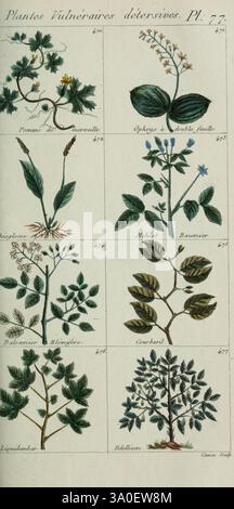 Plantes usuelles, indigènes et exotiques Paris, Duprat-Duverger, 1809., Une collection d'illustrations botaniques mettant en valeur diverses plantes, chacune étiquetée avec leurs noms et numéros correspondants. La composition présente une gamme d'espèces, y compris des fleurs et des feuilles, méticuleusement dessinées pour mettre en évidence leurs caractéristiques uniques. L'arrangement est organisé en rangées soignées, offrant une vue claire des différentes formes et détails du feuillage et des fleurs. L'œuvre reflète un accent mis sur l'exploration et la documentation de la vie végétale, capturant la beauté et la diversité de la nature. Banque D'Images