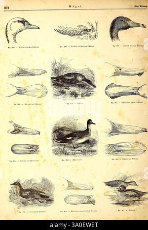 Illustrirte Naturgeschichte des Thierreichs. Leipzig, J.J. Weber, 1848, oiseaux, amphibiens, reptiles, Zoologie, l'illustration présente une collection de diverses espèces d'oiseaux et leurs profils anatomiques et plumage correspondants. Chaque oiseau est méticuleusement étiqueté avec son nom et sa classification spécifiques, mettant en valeur différents types de canards et autres oiseaux aquatiques. Les détails complexes soulignent les caractéristiques uniques de leurs becs, corps et plumes. Parallèlement, il y a des croquis anatomiques illustrant la structure de leurs factures, soulignant la diversité dans la forme et la fonction amo Banque D'Images