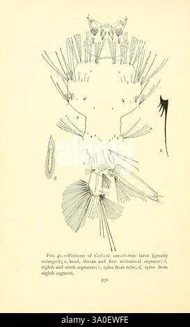 Vie des moustiques New York fils de G. P. Putnam 1907 moustiques insectes larve Culiseta consobrinus, l'illustration représente les détails anatomiques d'une larve de l'espèce *Chironomus comparatus*. Il comporte différentes parties étiquetées : le segment « a » met en évidence la tête, le thorax et le premier segment abdominal ; le segment « b » met l'accent sur les huitième et neuvième segments ; le segment « c » illustre une colonne vertébrale à partir du tube ; et le segment « d » montre une colonne vertébrale à partir du huitième segment. Le diagramme souligne la structure complexe et la morphologie de la larve, mettant en évidence les caractéristiques clés qui sont importantes pour comprendre sa biologie et son développement. Banque D'Images