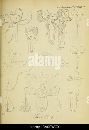 Icones plantarum asiaticarum, Calcutta, Bishop's College Press, 1847-54, Asie, botanique, Sarcanthus, Une collection d'illustrations botaniques présentant diverses structures anatomiques d'une espèce végétale étiquetée Sarcanthus. Les dessins détaillés comprennent des éléments floraux distincts, tels que des pétales, des étamines et des organes reproducteurs, méticuleusement numérotés pour référence. Chaque illustration met en évidence des caractéristiques uniques, soulignant la diversité et la complexité de la morphologie végétale. La disposition de ces images suggère une étude scientifique visant à comprendre la taxonomie et la reproduction de la plante Banque D'Images