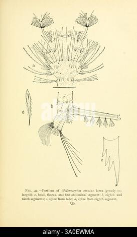 Moustique, vie, 1907, moustique, insectes, larve, Melanoconion atratus, illustration scientifique détaillée représentant diverses caractéristiques anatomiques de la larve de *Mlannomonia atratus*. Les libellés d'image (a) à (e) mettent en évidence des structures spécifiques, notamment la tête, le thorax et des segments du corps. Les éléments clés comprennent des épines proéminentes s'étendant à partir de différents segments, ainsi que de fines structures ressemblant à des cheveux suggérant une adaptation au mouvement ou à la perception sensorielle. Cette illustration sert de référence pédagogique pour comprendre la morphologie de ce stade larvaire dans le cycle de vie de l’espèce. Banque D'Images