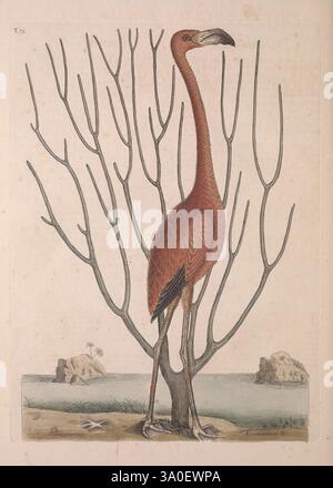 The Natural History of Carolina, Florida and the Bahama Islands, Londres, imprimé aux frais de l'auteur et vendu par W. Innys et R. Manby, au West End de Paul's, par Mr. Hauksbee, à la Royal Society House, et par l'auteur chez Mr. Bacon's à Hoxton, MDCCXXXI-MDCCXLIII [i.e. 1729-1747]. Bahamas, Floride, histoire naturelle, Caroline du Nord, œuvres picturales, ouvrages pré-linnéens, Caroline du Sud, Phoenicopterus ruber, taxonomie : Family= Phoenicopteridae, Phoenicopteriformes, taxonomie : Class= Aves, taxonomie : phylum= Chordata, taxonomie : Kingdom= Animalia, Plexaurella dichotoma, taxonomie : Fam Banque D'Images