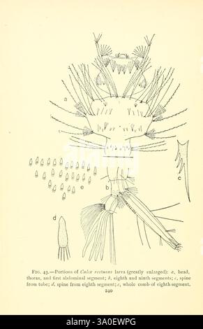 Mosquito Life New York, G. P. Putnams sons, 1907. Moustiques insectes Culex Restuans larve, l'illustration montre des vues anatomiques détaillées de la forme larvaire de *Culex reticulatus*, mettant en évidence divers segments et structures. La première section (a) se concentre sur la tête, le thorax et le premier segment abdominal, mettant en valeur des détails fins complexes. Les sections suivantes (b) illustrent les huitième et neuvième segments abdominaux, tandis que (c) représente une colonne vertébrale extraite du tube désigné. L'illustration se poursuit par (d), affichant une colonne vertébrale du huitième segment, et se termine par (e), qui Banque D'Images