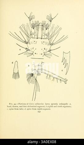 Moustique, vie, New York, G. P. Putnams sons, 1907, moustique, insectes, larve, Culex salinarius, cette illustration représente plusieurs caractéristiques anatomiques détaillées de la larve de *Culix nobilis*. Les segments étiquetés comprennent : - **a** : la tête, le thorax et le premier segment abdominal, mettant en évidence les structures complexes impliquées dans l'alimentation et le mouvement. - **b** : les huitième et neuvième segments, mettant en évidence leurs appendices uniques qui peuvent aider à la locomotion ou à la perception sensorielle. - **c** : la colonne vertébrale du tube, mettant l'accent sur les adaptations pour son environnement aquatique. - **d** : la colonne vertébrale du huitième se Banque D'Images