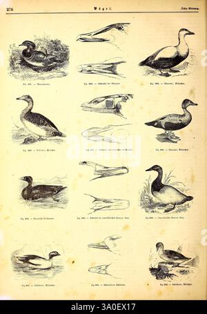 Illustrirte Naturgeschichte des Thierreichs. Leipzig, J.J. Weber, 1848, oiseaux, amphibiens, reptiles, Zoologie, Une collection d'illustrations détaillées représentant diverses espèces de canards. Chaque illustration est étiquetée avec un nom scientifique et présente les canards dans différentes poses, mettant en valeur leurs caractéristiques et caractéristiques uniques. La présentation comprend des vues latérales et des vues de profil qui mettent en évidence la forme des corps, têtes et becs des canards. La variété des conceptions suggère un accent mis sur la diversité au sein de la famille des canards, offrant un aperçu éducatif de leur anatomie et distincishi Banque D'Images