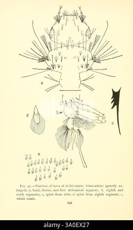 Moustique, vie, 1907, moustique, insectes, larve, Ochlerotatus bimaculatus, l'illustration montre des segments anatomiques détaillés de la larve de *Orchlorotaenus biserrulatus*. Les composants clés sont étiquetés, mettant en évidence divers segments tels que la tête, le thorax et le premier segment abdominal. Des sections supplémentaires présentent les huitième et neuvième segments, ainsi que des caractéristiques telles que des épines et une structure en peigne. La conception complexe met l'accent sur la morphologie de la larve, ce qui en fait une ressource précieuse pour les études en entomologie et en biologie aquatique. Banque D'Images