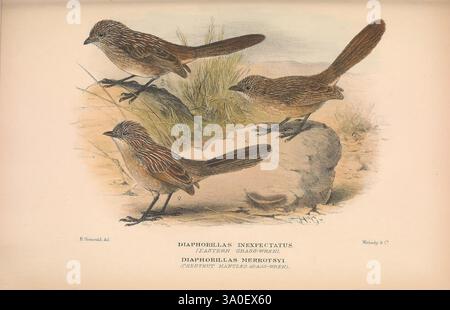 Les, oiseaux, de, Australie, Londres, Witherby, &, Co, 1910-1927, Australie, bibliographie, oiseaux, oiseaux, Australie, pictural, œuvres, oiseau, Australie, Mathews, Gregory, Mathews, ornithologie, l'illustration présente un groupe de trois oiseaux rendus avec des détails complexes, mettant en valeur leur plumage et leur posture uniques. Chaque oiseau affiche une position distincte, indiquant le mouvement et l'interaction dans son environnement. L’arrière-plan comprend des éléments d’herbe et de terre, créant un cadre naturel qui met en évidence les caractéristiques et le comportement des oiseaux. Les oiseaux sont représentés avec différentes nuances et te Banque D'Images