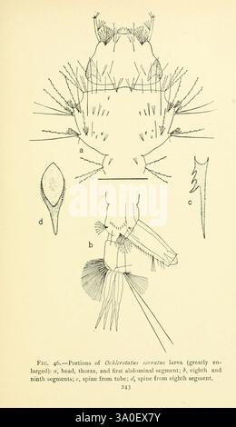 Vie des moustiques, 1907, moustiques, insectes, Ochlerotatus serratus, larve, cette illustration présente des détails anatomiques étiquetés de la forme larvaire de *Ochlodes serratus*. Les principales caractéristiques sont mises en évidence, notamment la tête, le thorax et divers segments abdominaux. Des annotations notables indiquent des structures spécifiques telles que les épines et les organes sensoriels, soulignant la morphologie biologique complexe de cette espèce. Le diagramme sert de référence précieuse pour l'étude entomologique, mettant en évidence les adaptations de la larve et les caractéristiques structurelles essentielles pour l'identification et la classification. Banque D'Images