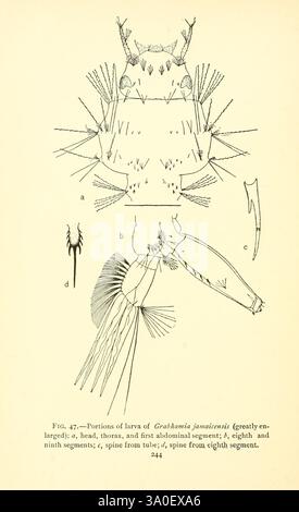 Mosquito Life, New York, G. P. Putnams sons, 1907, moustique, insectes, larve, Grabhamia jamaicensis, cette illustration montre les caractéristiques anatomiques détaillées des larves de *Grahania jamaicensis*. Les parties étiquetées comprennent la tête, le thorax et les segments de l'abdomen, offrant une vue claire des subtilités de la structure des larves. Des éléments notables sont mis en évidence, tels que les épines proéminentes s'étendant à partir de divers segments, qui jouent un rôle essentiel dans le mouvement et la défense des larves. La représentation souligne à la fois la complexité et les adaptations spécialisées de cet organisme, contribuant t Banque D'Images