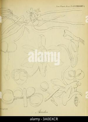 Icones plantarum asiaticarum, Calcutta, Bishop's College Press, 1847-54, Asie, botanique, Aerides, Une plaque botanique méticuleusement illustrée mettant en vedette diverses espèces d'orchidées, mettant en valeur leurs structures complexes. L'image met en évidence des représentations détaillées des fleurs, des tiges et des systèmes racinaires, avec des étiquettes indiquant des parties spécifiques des plantes. Chaque dessin capture les caractéristiques uniques des orchidées, soulignant leur beauté et leur complexité. L'arrangement global suggère une étude scientifique des spécimens, visant à améliorer la compréhension de leur anatomie et de leur classification. Banque D'Images