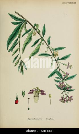 Cette illustration botanique met en valeur le Lycium barbarum, communément appelé baie de goji ou baie de wolfberry. La représentation détaillée présente une longue branche élancée ornée de feuilles vertes distinctes et de fleurs délicates qui ont cinq pétales, apparaissant dans des tons violets et blancs. Sous la branche principale, de plus petites représentations illustrent les différentes étapes des structures reproductrices de la plante, dont un fruit en forme de petite baie rouge, une fleur avec son anatomie interne visible et une graine. La disposition globale met en évidence les caractéristiques de la plante, soulignant sa valeur en phytothérapie Banque D'Images